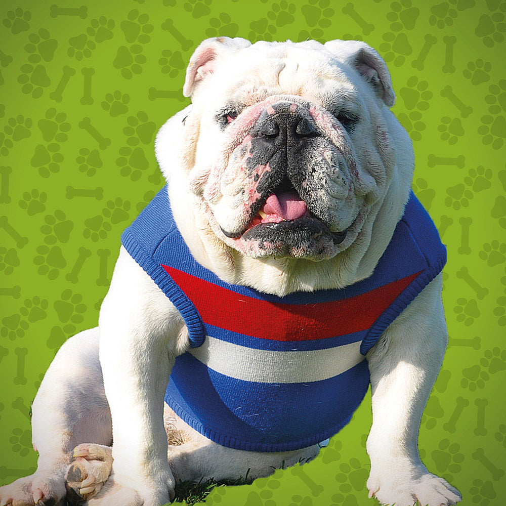 Bulldog Puppies English Bulldog Clothes For Humans 33 Bulldog