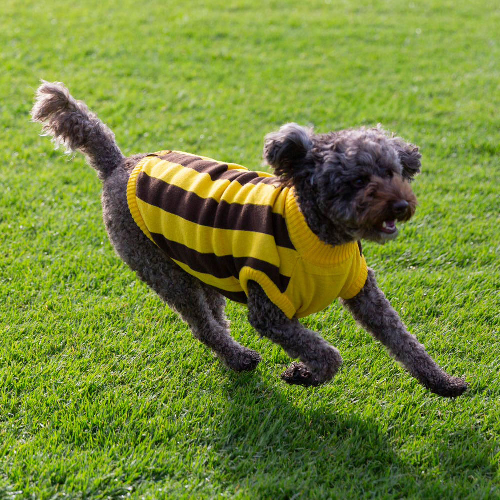 Dog Sweater Yellow Black Crochet Knitting Tutorial Dog Coat